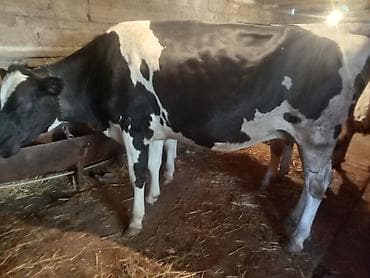 balali inək: Temiz cins inekler satilir 2 ci qarina 8 ay boqazdilar! — 8