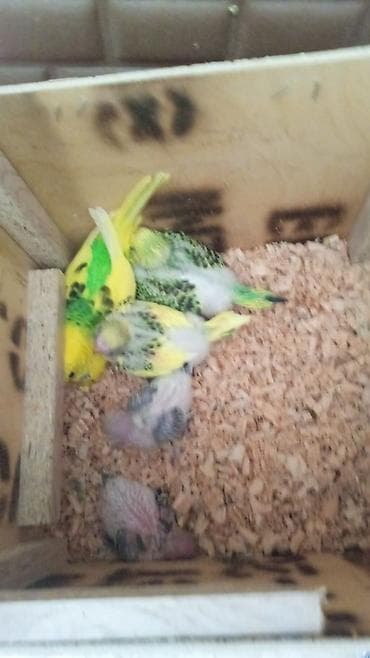 Geyimlər: Valnisti alti 4 balasi qiymet 70 Azn qefes qarisiq — 1