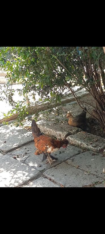 Heyvanlar: Məhsul: Naxışlı Yaponka toyuqlar və xoruzlar (ayaqları tüklü — 5