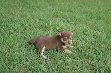 itlerin pulsuz verilmesi: Dişidi qara rengide var Süddən ayrılıb — 1