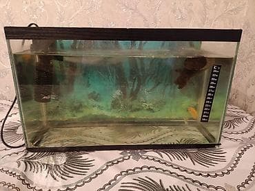 Собаки: Akvaryum komplekti
20 litirden çoxdu 2 balıq da var icinde — 2