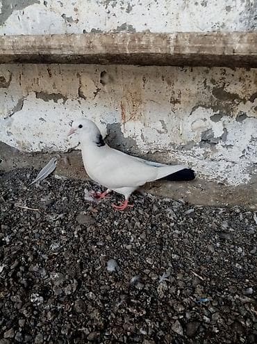sevgi qusu: 2 dənə qaraboyunlar. Avvrezlər. 2 sininin qiyməti 20 man. Bərdədə di — 3