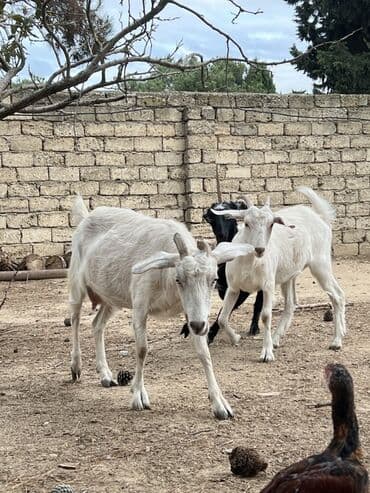 sort keci: Dişi, il: 1, 30 kq, Südlük, Ünvandan götürmə — 2