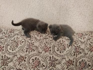 heyvanlar: Britaniya cins pişiyi - Zərif, tükü qısa və ipək kimi boz rəngdə - — 5