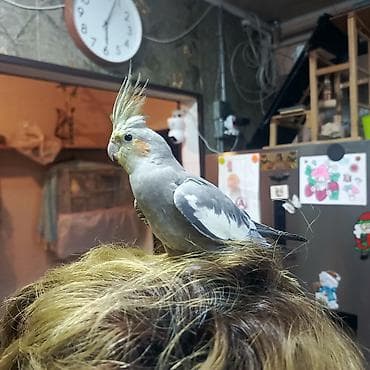 quş bazarı: Korella 4 aylıq erkək.əl quşudu.50 Azn — 2