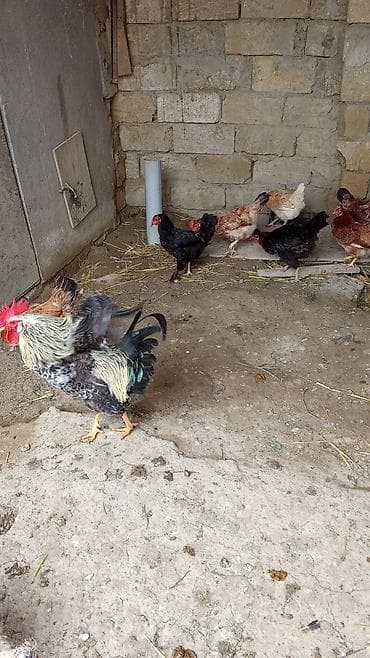 cücələrin satışı: Salam Toyuqlar 1ilik yumurtdayan toyuqlardi 10 Toyuq 1Xoruzdu toyuqlar — 4