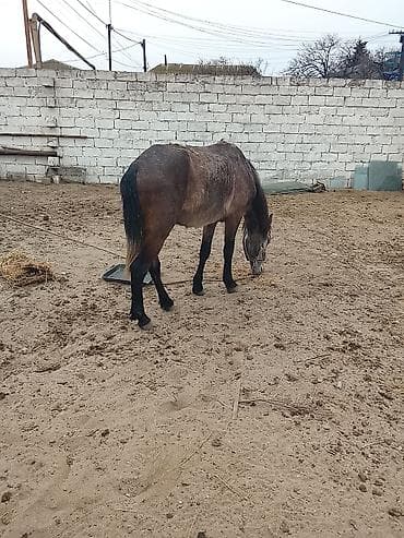 at adlari azerbaycan: 4 Yasi təzə olub az minilir yorgadi — 3