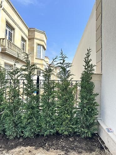 elde gul sekilleri: Leylandra 🌲 Qiymət: 45 AZN🏷️ Türkiyə istehsalıdır🇹🇷 Çatdırılma və — 2