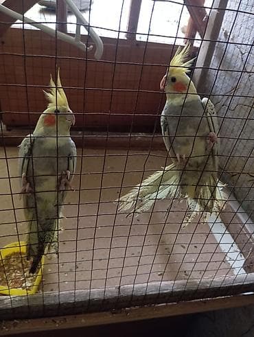 Korella Tam Saglam 5 Aylig Erkey Disi Aktif Quslardi Oynamagi Sevirler