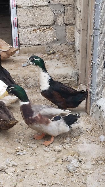 Бараны, овцы: Самец, Для разведения — 1