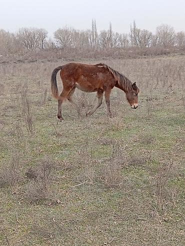 Самец, лет: 1 — 2