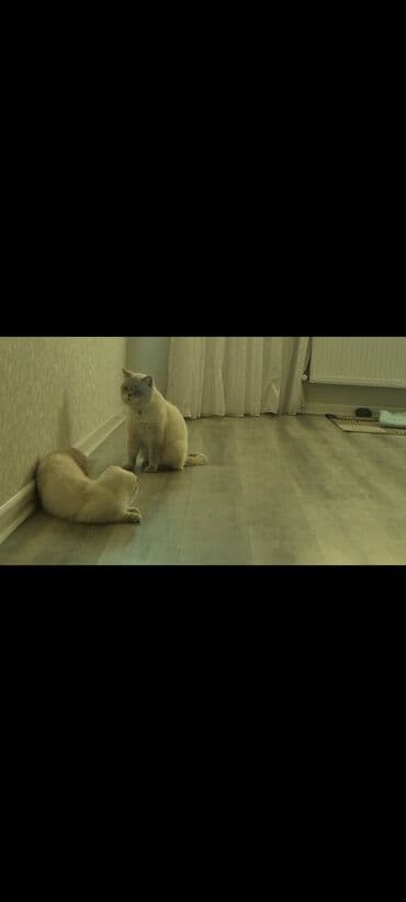 ucuz pişiklər: Şinşilla, Erkək, Cütləşmə üçün, Ünvandan götürmə, Ödənişli çatdırılma — 5