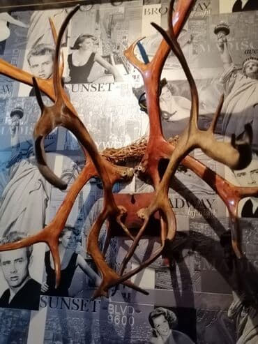 декоративные головы животных на стену: Divar bəzəyi üçün nəzərdə tutulmuş buynuzlar. Bu dekorativ buynuzlar — 2