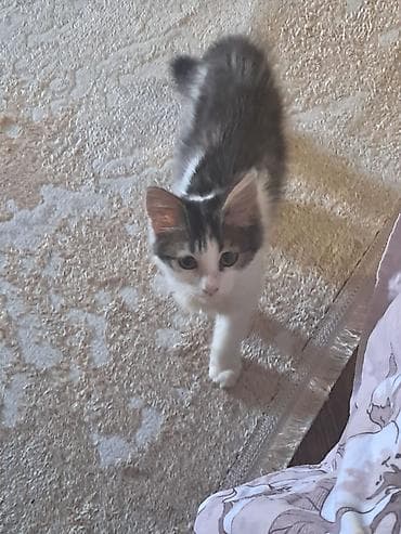 ev heyvanı satışı: 4 aylıq pişik balasına,cinsi qızdır, xeyirxah sahib axtarırıq.Masya — 3