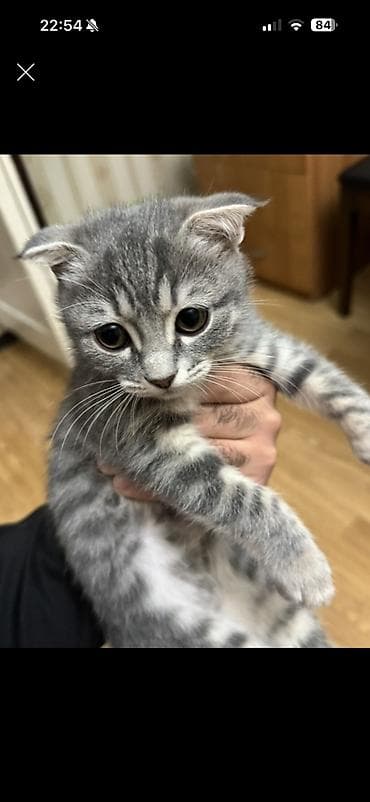 Gəmiricilər: Şotland yastı qulaq, Dişi — 2