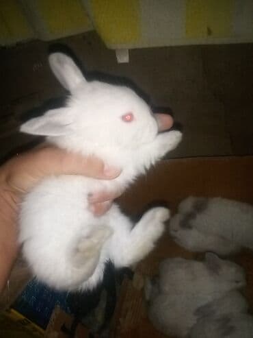 Ağ tüklü dovşan balaları.anasi atasi hamsi biryerde satilir.anasi