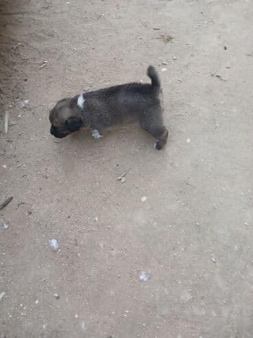 cau cau iti satilir: Məhsul: Balaca it balaları Təsvir: - Şirin balalar – bir neçəsi — 1