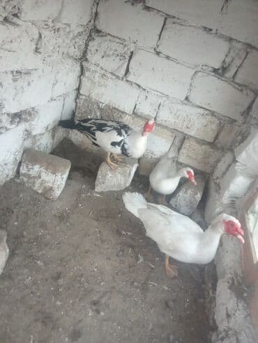 купить лошадь в баку: Lal ordey 1disi 2erkey yeke erkeylerdi 25 manat erkeyler 15 fere verem — 1