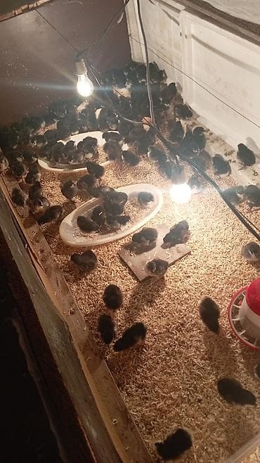 australorp: Toyuq cücələri, Ətlik — 4