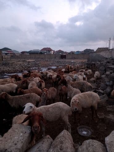 cins ineklerin qiymeti: Dişi, il: 5, 55 kq, Ətlik, Ünvandan götürmə — 8