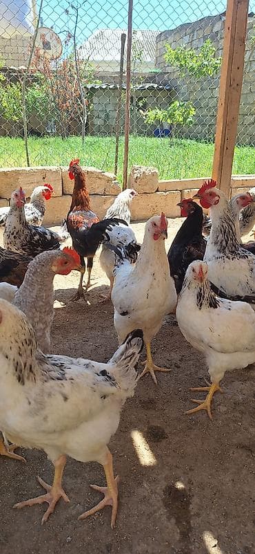 Məhsul: Ev quşları – toyuq və xoruzlar (qarışıq rənglər) Təsvir: -