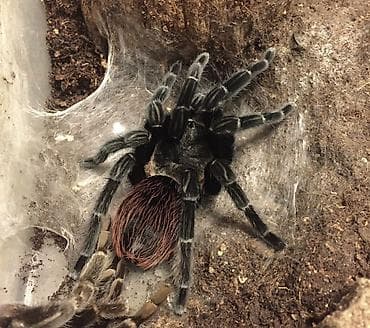 Mexican Red Rump tarantula (Tliltocatl vagans) - Növ: Yeni Dünyə