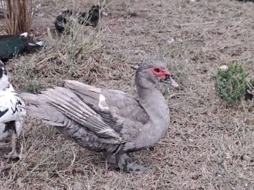 Ət: Salam lal ördəklər satılır . Tam çəkilərin almış yerli və cins 700 — 19