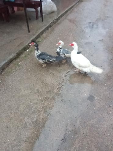 ot sekilleri: Iki dışı bir erkey satlir yumurtalayir "3 bir yerde 60 Real alicya — 1