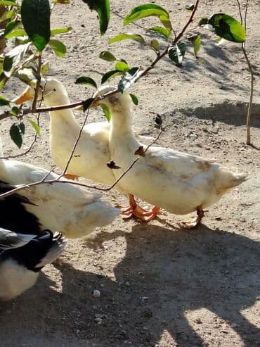 ördək neçə günə bala çıxarır: Sadəcə ağlar ördəkkər satılır 6 aylıqdır — 3