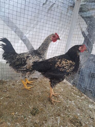 cins inekler: Курица, Для мяса — 3