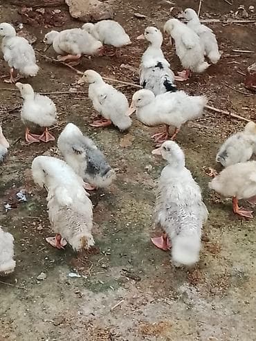 Keçilər, çəpişlər: Salam sağlam heyvanlardı Pekin ördəyidi 25ədəddi .Ətlik və yumurtaliq — 3