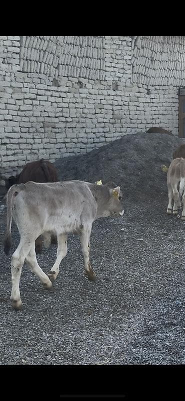 lalafo keci satisi: 1250 Manatdan BAŞLAYİR! Simental, Angus Şarol Lumizin Ağqulaq — 8