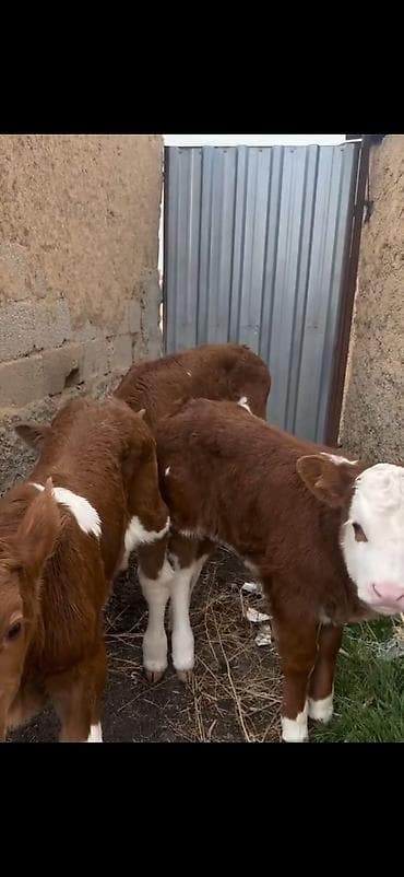 mal bazari 2020: Satışda: qırmızı-ağ rəngli, alın və burun hissəsi ağ olan simmental — 3