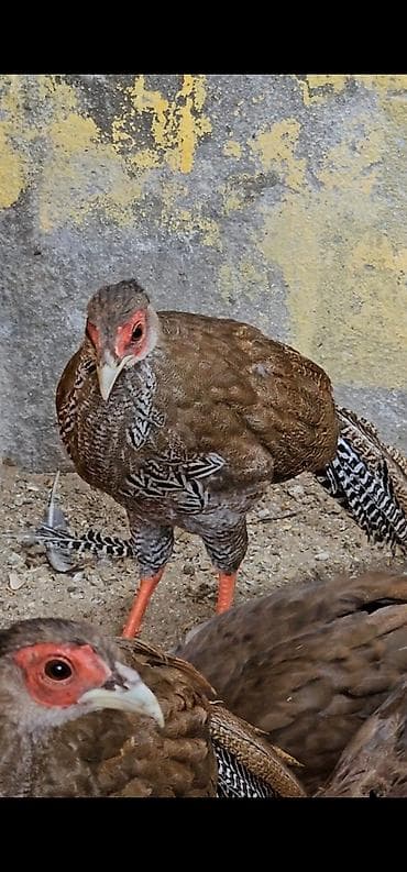 Gümişi girgovul biri 35 az lalafo.az -da Gümişi girgovul biri 35 az