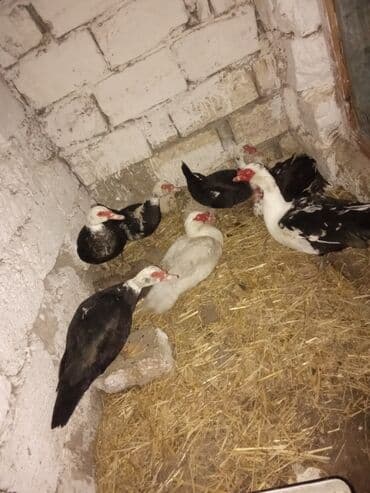 Куры: Lal ordey satlir cavandi 3 erkey 4maya balaca erkey 15 mayalar15 erkey — 1