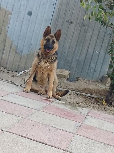 ov iti satilir: Alman çoban iti, Erkek — 3