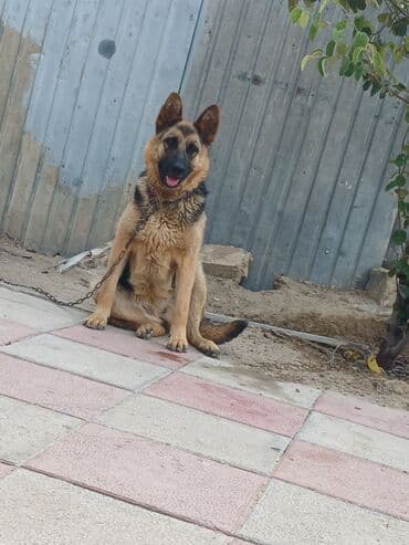 Daraq panellər: Alman çoban iti — 3