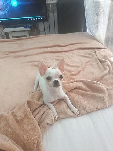 İtlər: Çixuahua, 4 ay, Dişi, Peyvəndli, Ödənişli çatdırılma — 1