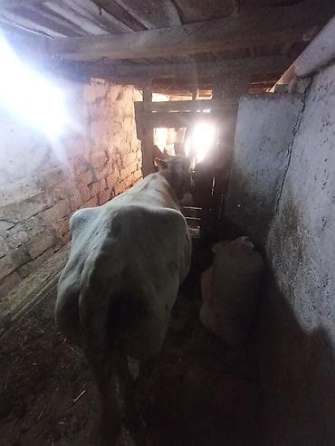 Inəklər, öküzlər: Dişi, il: 3, 320 kq, Damazlıq, Ətlik — 2