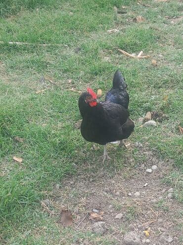 cins inekler: Toyuq, Ətlik — 9