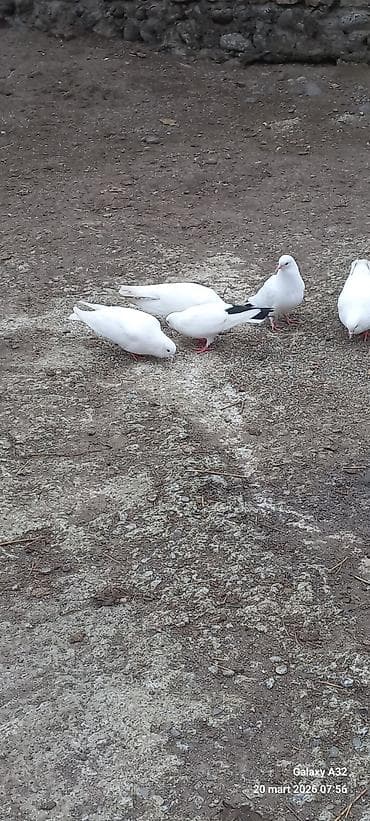 goyərcin satılır: Salam.Tam sağlamsuper uçuşları olan ağ və qara quyruq,bozla ağın — 2