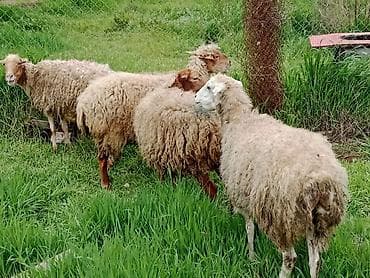 cins qoyun: 5 ədəd qoyun satılır 1 ədəd ana bala qoyun (bala ərkəkdi) 3 ədəd — 1