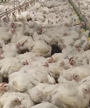 Куры: Курица, Broyler, Для мяса — 1