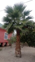 Lüğətlər: Vaşikton Palması — 1