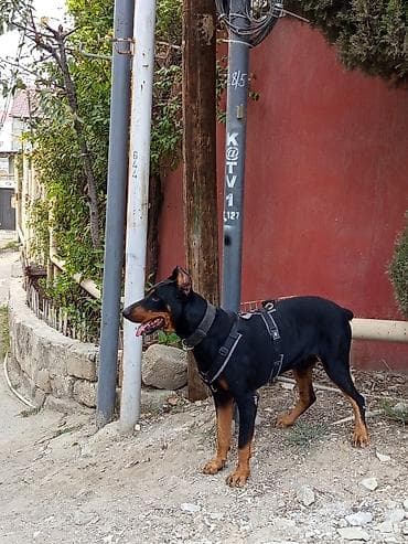 haski itləri: Doberman, 1 il, Erkek, Ünvandan götürmə — 4