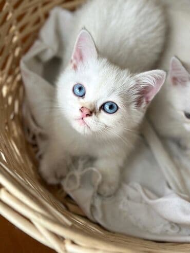 rus mavisi pişik satışı: Britan — 2