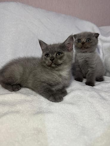 Gəmiricilər: Şotland yastı qulaq — 6