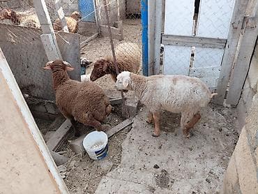 Птицы: Qoyun və quzular – 2 baş. 2erkek. 1ni. ayagi qirilib topugdan eyri — 2