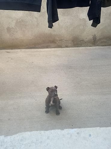 it davasi 2019: 2 ay, Dişi, Peyvəndli, Ödənişli çatdırılma — 3