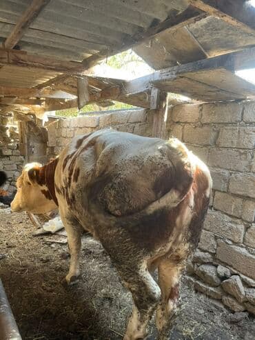 bmw 1 серия 116d at: 1qarin dogub — 3